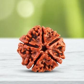 Sacred 108 Beads Rudraksha Japa Mala for Meditation & Prayer